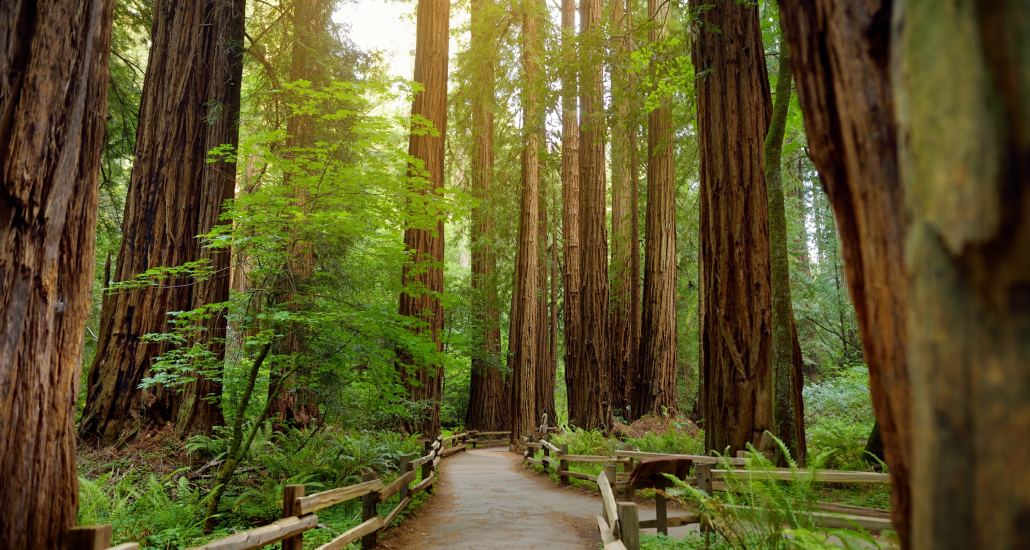 Richardson Grove State Park